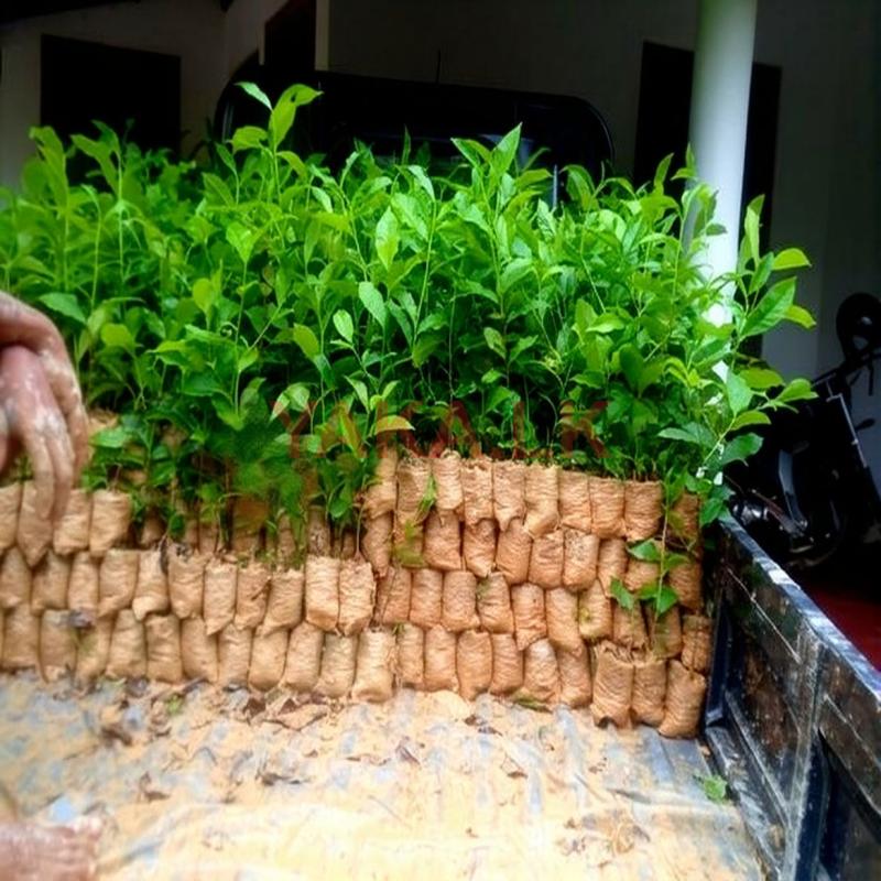 තේ පැල