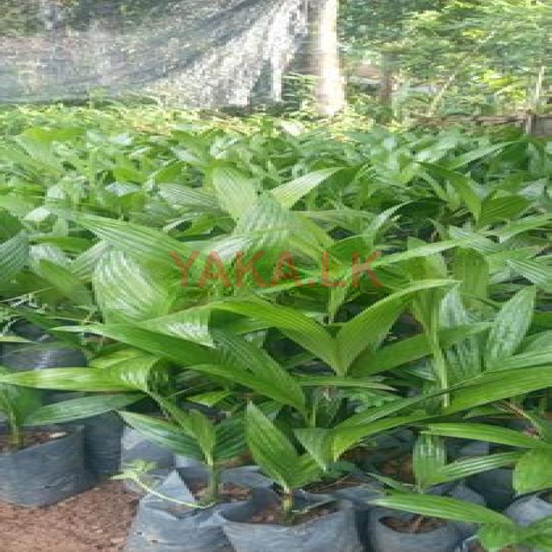 පුවක් පැල