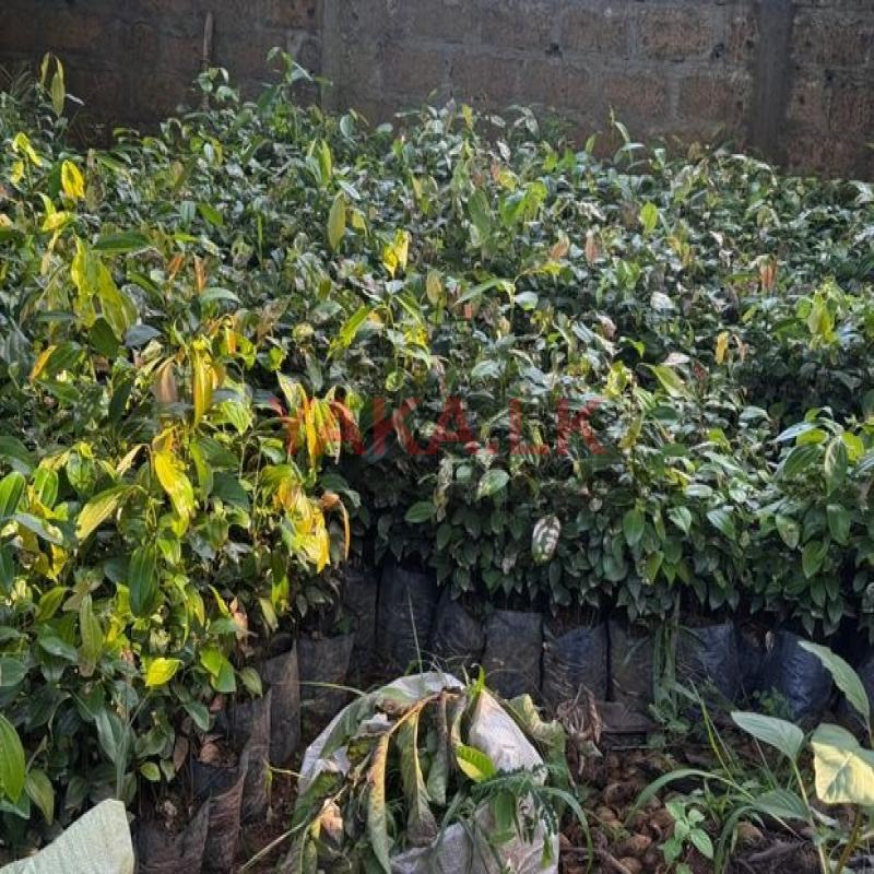 කුරුදු පැල