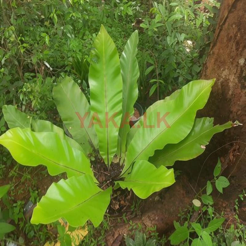 Bird Nest with Agronima Plant