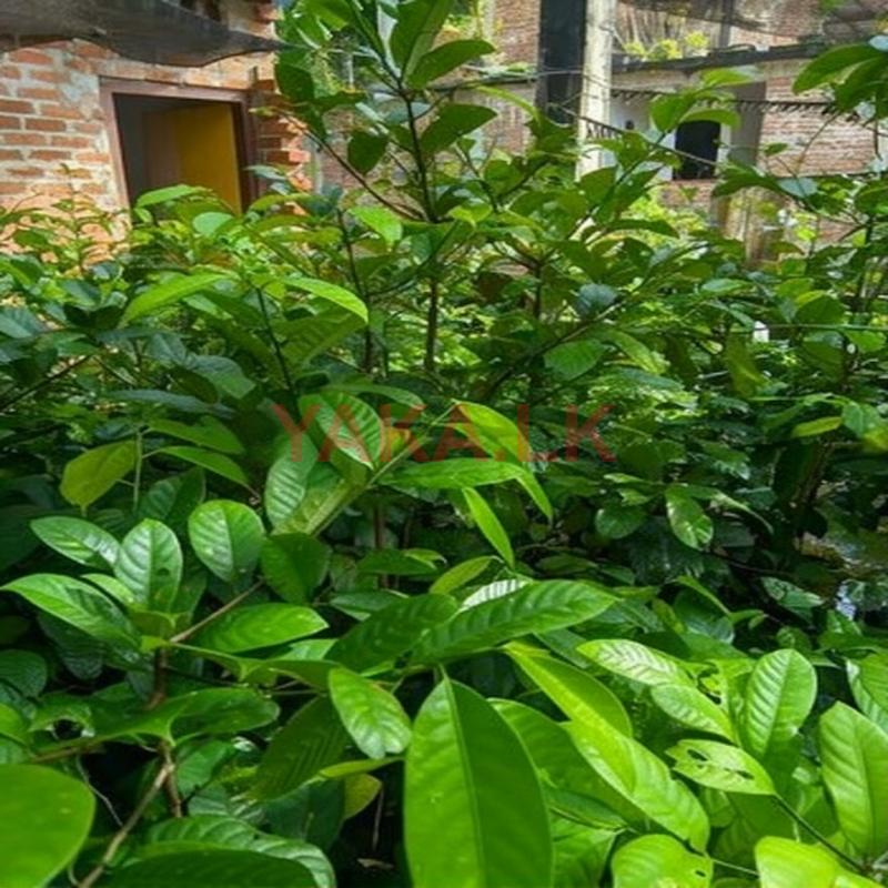 සාදික්කා පැළ